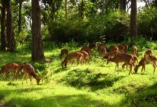Barnawapara Sanctuary: Where nature's thrill is at every step